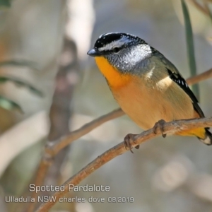 Pardalotus punctatus at Coomee Nulunga Cultural Walking Track - 24 Aug 2019 12:00 AM