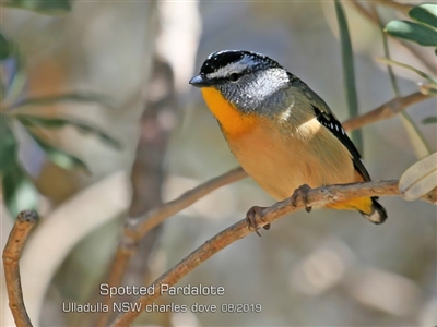 Pardalotus punctatus (Spotted Pardalote) at Coomee Nulunga Cultural Walking Track - 23 Aug 2019 by CharlesDove