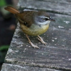 Sericornis frontalis (White-browed Scrubwren) at Milton Rainforest Bushcare - 22 Aug 2019 by CharlesDove
