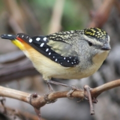 Pardalotus punctatus (Spotted Pardalote) at Hughes, ACT - 29 Aug 2019 by LisaH