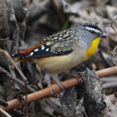 Pardalotus punctatus at Hughes, ACT - 29 Aug 2019