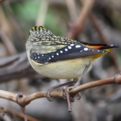 Pardalotus punctatus at Hughes, ACT - 29 Aug 2019 04:44 PM