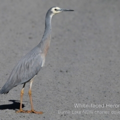 Egretta novaehollandiae (White-faced Heron) at Burrill Lake, NSW - 23 Aug 2019 by Charles Dove