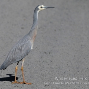 Egretta novaehollandiae at Burrill Lake, NSW - 24 Aug 2019 12:00 AM