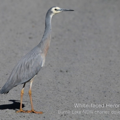 Egretta novaehollandiae (White-faced Heron) at Burrill Lake, NSW - 24 Aug 2019 by CharlesDove