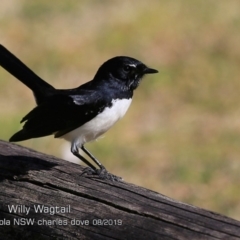 Rhipidura leucophrys (Willie Wagtail) at Yatte Yattah, NSW - 23 Aug 2019 by CharlesDove