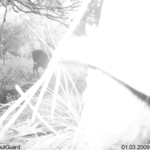 Cervus unicolor at Rendezvous Creek, ACT - 3 Jan 2009