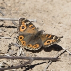 Junonia villida (Meadow Argus) at Michelago, NSW - 23 Aug 2019 by Illilanga