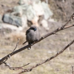 Artamus cyanopterus (Dusky Woodswallow) at Mount Clear, ACT - 28 Aug 2019 by SWishart