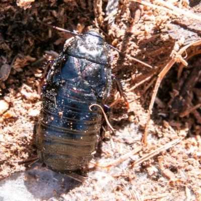 Panesthia australis (Common wood cockroach) at Mount Clear, ACT - 28 Aug 2019 by SWishart