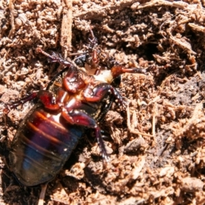 Panesthia australis at Mount Clear, ACT - 28 Aug 2019