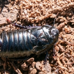 Panesthia australis at Mount Clear, ACT - 28 Aug 2019