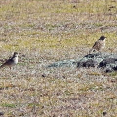 Anthus australis (Australian Pipit) at Paddys River, ACT - 28 Aug 2019 by RodDeb