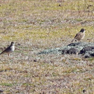 Anthus australis (Australian Pipit) at Tidbinbilla Nature Reserve - 28 Aug 2019 by RodDeb