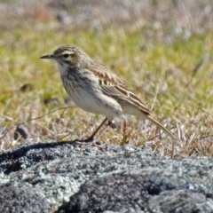 Anthus australis at Paddys River, ACT - 28 Aug 2019