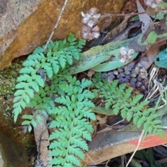 Polystichum proliferum (Mother Shield Fern) at Cotter River, ACT - 28 Aug 2019 by JanetRussell