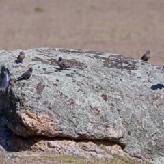 Artamus cyanopterus (Dusky Woodswallow) at Paddys River, ACT - 28 Aug 2019 by RodDeb