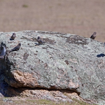 Artamus cyanopterus (Dusky Woodswallow) at Paddys River, ACT - 28 Aug 2019 by RodDeb