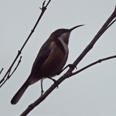 Acanthorhynchus tenuirostris (Eastern Spinebill) at Tidbinbilla Nature Reserve - 28 Aug 2019 by RodDeb