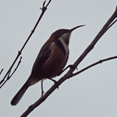 Acanthorhynchus tenuirostris (Eastern Spinebill) at Paddys River, ACT - 28 Aug 2019 by RodDeb
