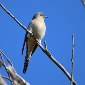 Cacomantis flabelliformis at Paddys River, ACT - 28 Aug 2019 01:39 PM