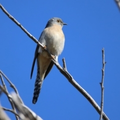 Cacomantis flabelliformis (Fan-tailed Cuckoo) at Paddys River, ACT - 28 Aug 2019 by RodDeb