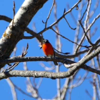 Petroica phoenicea (Flame Robin) at Tidbinbilla Nature Reserve - 28 Aug 2019 by RodDeb