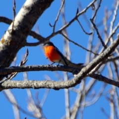 Petroica phoenicea at Paddys River, ACT - 28 Aug 2019