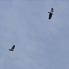 Callocephalon fimbriatum (Gang-gang Cockatoo) at Paddys River, ACT - 28 Aug 2019 by RodDeb