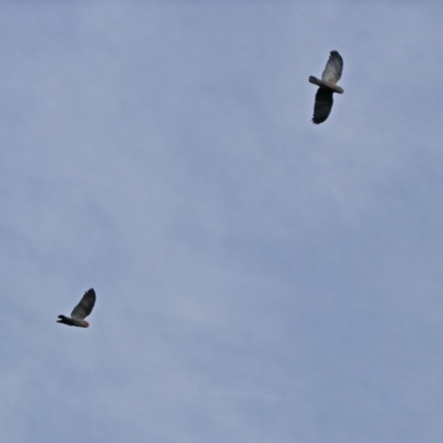 Callocephalon fimbriatum (Gang-gang Cockatoo) at Tidbinbilla Nature Reserve - 28 Aug 2019 by RodDeb