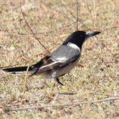 Cracticus torquatus (Grey Butcherbird) at Tidbinbilla Nature Reserve - 28 Aug 2019 by RodDeb