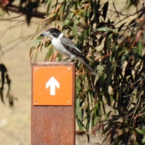 Cracticus torquatus at Paddys River, ACT - 28 Aug 2019