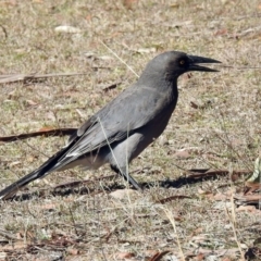 Strepera versicolor (Grey Currawong) at Paddys River, ACT - 28 Aug 2019 by RodDeb