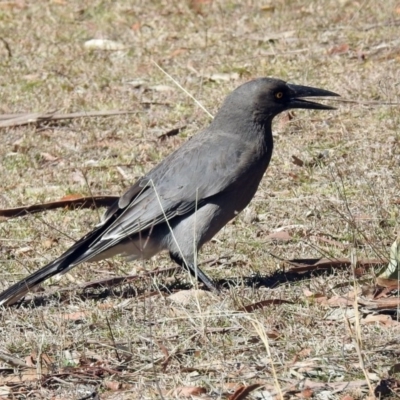 Strepera versicolor (Grey Currawong) at Tidbinbilla Nature Reserve - 28 Aug 2019 by RodDeb