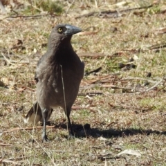 Strepera versicolor at Paddys River, ACT - 28 Aug 2019