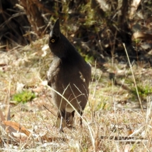 Strepera versicolor at Paddys River, ACT - 28 Aug 2019