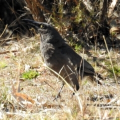 Strepera versicolor at Paddys River, ACT - 28 Aug 2019