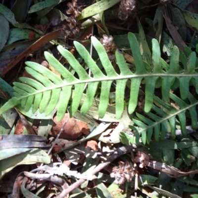 Blechnum nudum (Fishbone Water Fern) at Cotter River, ACT - 28 Aug 2019 by JanetRussell