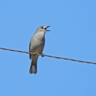 Colluricincla harmonica (Grey Shrikethrush) at Paddys River, ACT - 28 Aug 2019 by RodDeb