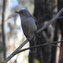 Colluricincla harmonica at Paddys River, ACT - 28 Aug 2019