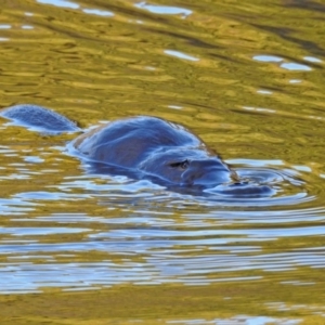 Ornithorhynchus anatinus at Paddys River, ACT - 28 Aug 2019