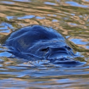 Ornithorhynchus anatinus at Paddys River, ACT - 28 Aug 2019