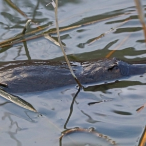 Ornithorhynchus anatinus at Paddys River, ACT - 28 Aug 2019