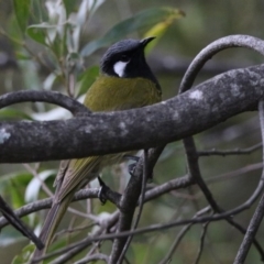 Nesoptilotis leucotis (White-eared Honeyeater) at Tidbinbilla Nature Reserve - 28 Aug 2019 by RodDeb