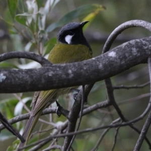 Nesoptilotis leucotis at Paddys River, ACT - 28 Aug 2019 04:47 PM