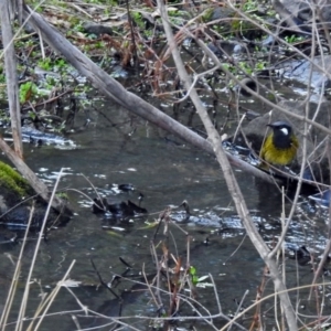 Nesoptilotis leucotis at Paddys River, ACT - 28 Aug 2019 04:47 PM