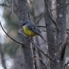 Eopsaltria australis (Eastern Yellow Robin) at Tidbinbilla Nature Reserve - 28 Aug 2019 by RodDeb