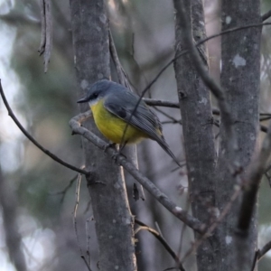 Eopsaltria australis at Paddys River, ACT - 28 Aug 2019