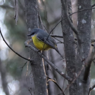 Eopsaltria australis (Eastern Yellow Robin) at Paddys River, ACT - 28 Aug 2019 by RodDeb