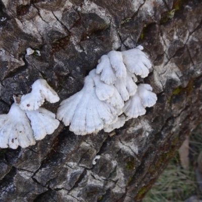 Schizophyllum commune (Split Gill Fungus) at Lower Cotter Catchment - 28 Aug 2019 by JanetRussell